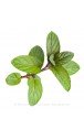 Gumleaf Essentials Essential Oil Peppermint 10ML 